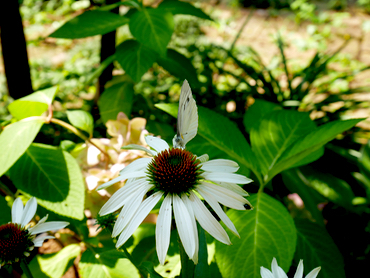 c0040472_12173930.jpg