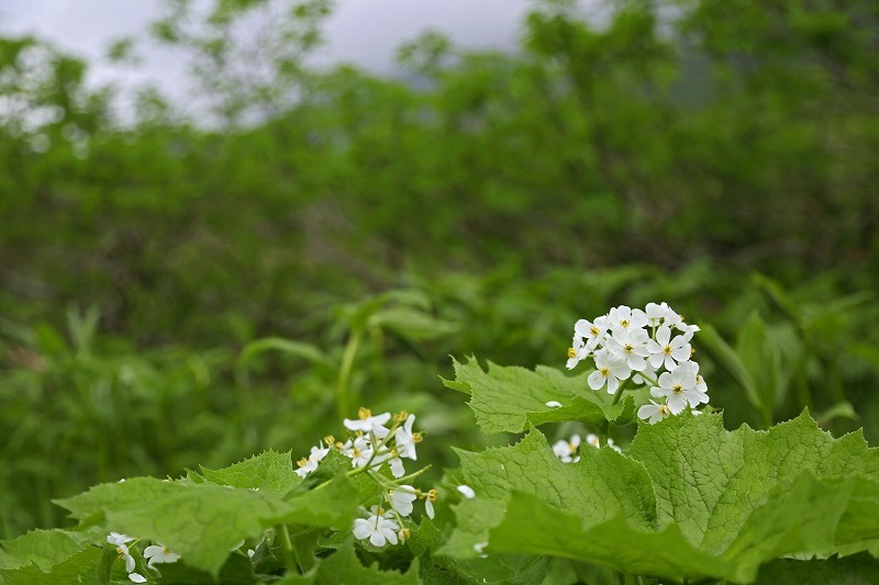 f0000789_10021073.jpg