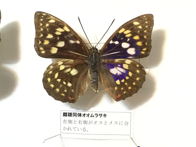 d0356192_01133636.jpg