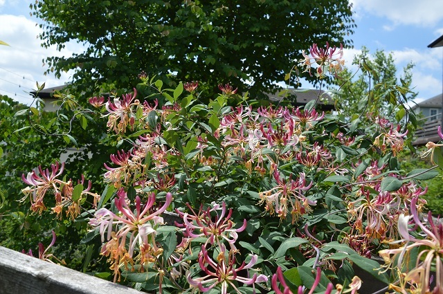 c0124100_15550107.jpg