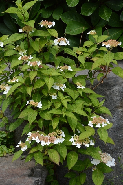 c0124100_15552241.jpg