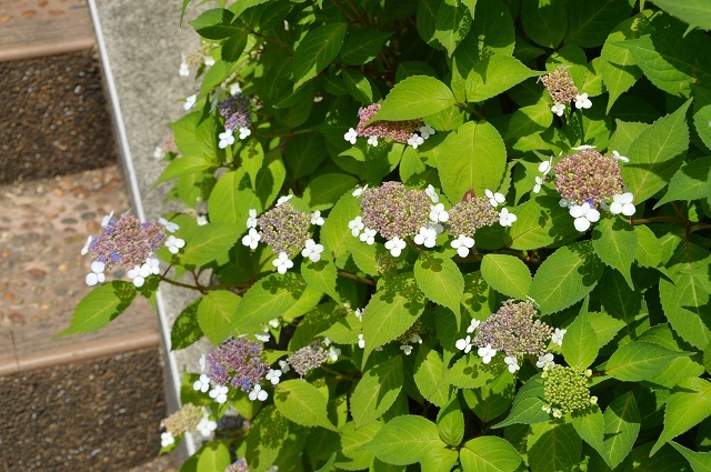 c0124100_15552708.jpg