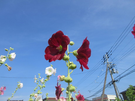 a0203003_107348.jpg