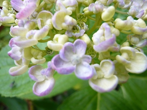 c0112206_17143981.jpg