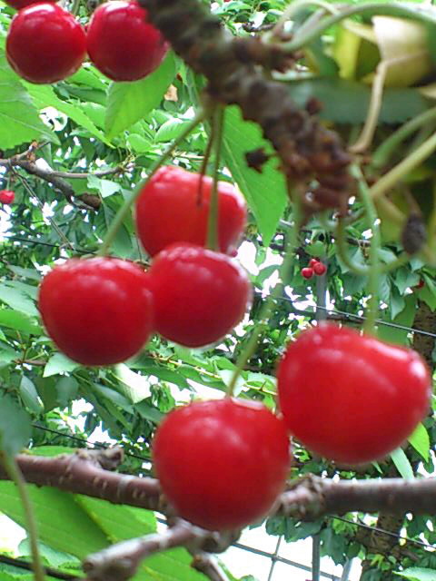 b0028109_11132357.jpg