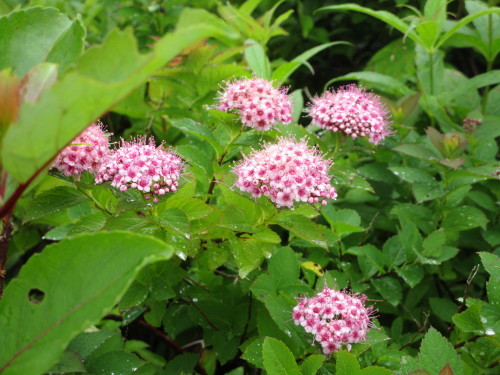 a0345833_21104729.jpg