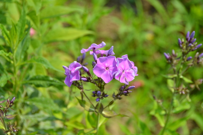 c0172234_23362623.jpg