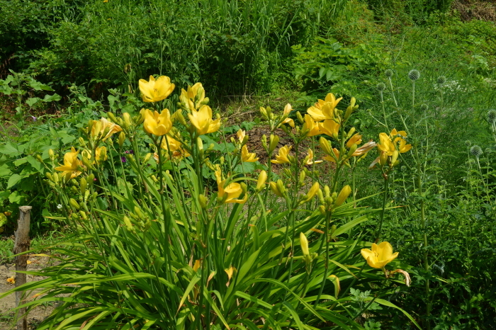 c0172234_23363878.jpg