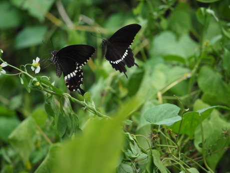 a0248540_16170386.jpg