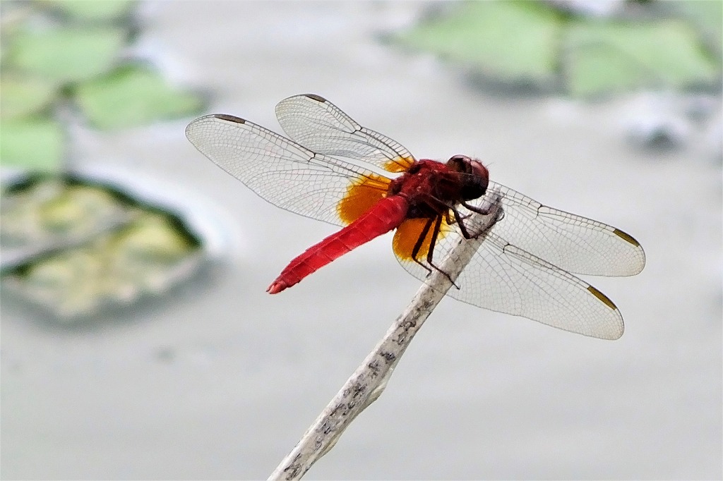 b0236251_10455743.jpg