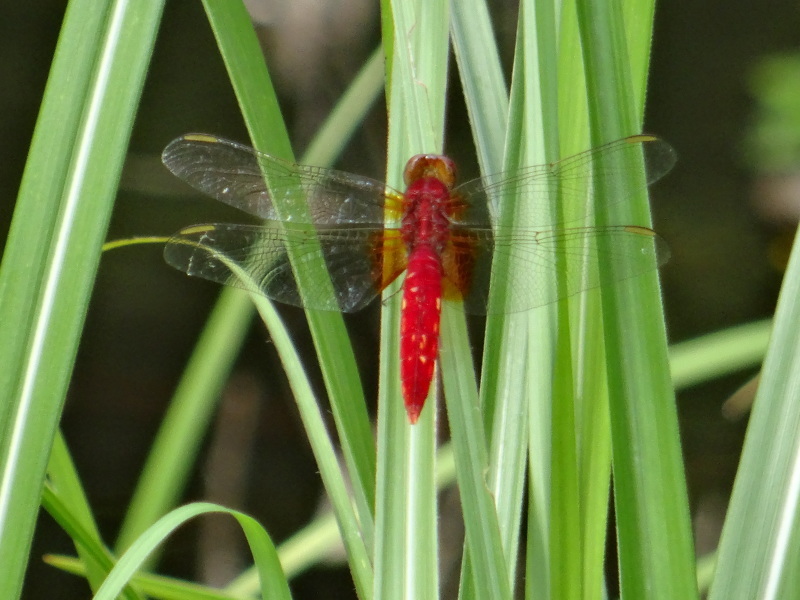 c0108460_22434879.jpg
