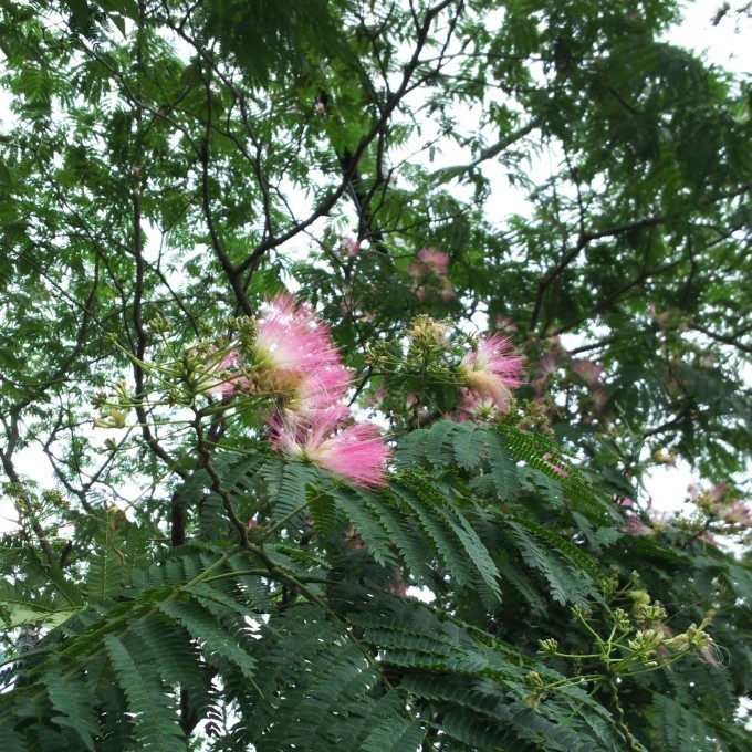 c0042869_08410474.jpg