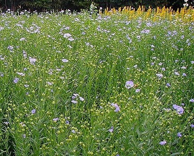 b0171771_00550675.jpg