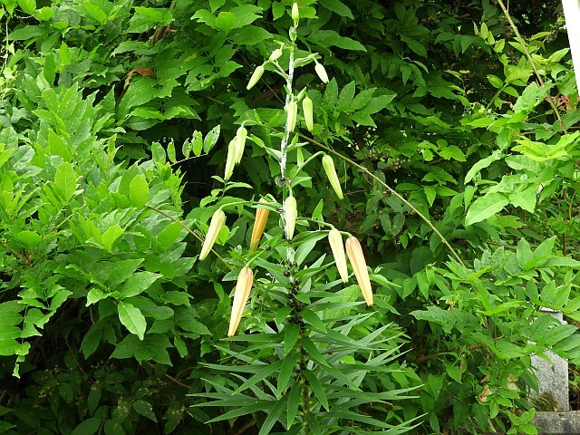 f0378979_13325506.jpg