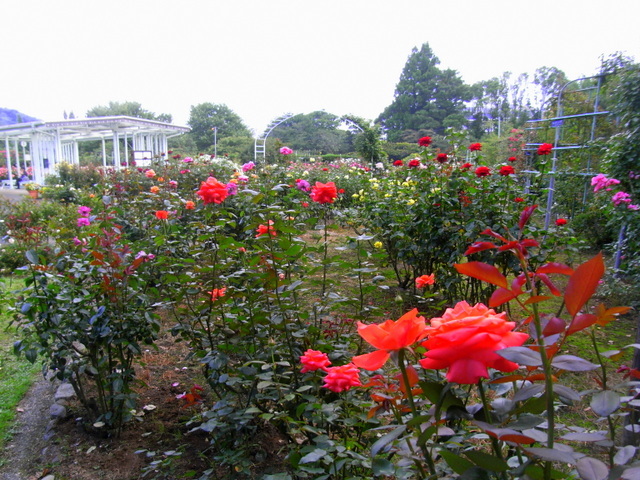 e0361081_17145491.jpg