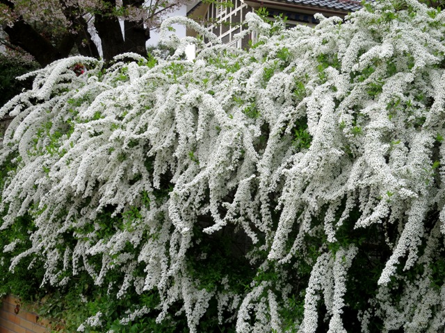 a0208783_21293185.jpg
