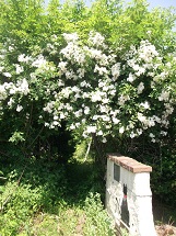 d0017084_118181.jpg