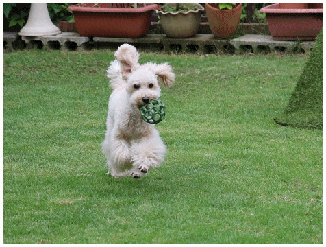 b0175688_23473181.gif