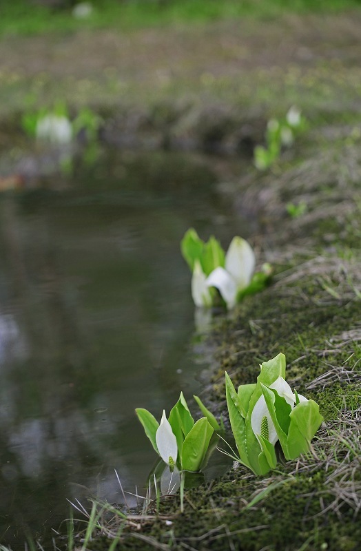 f0000789_08372126.jpg
