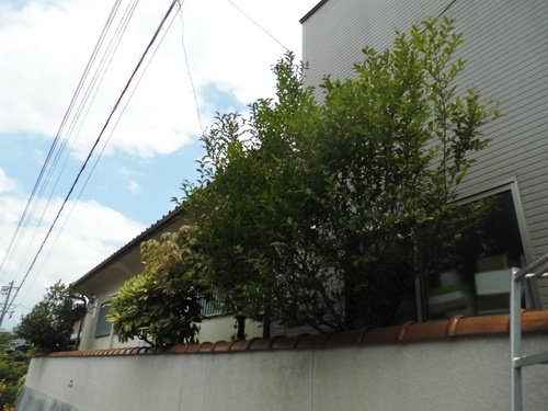 c0108198_1734433.jpg