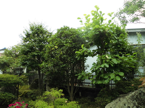 c0108198_1735994.jpg
