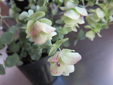 d0046702_06460804.jpg