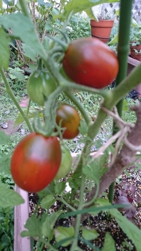 e0351303_17160974.jpg