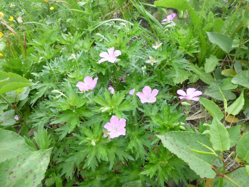 d0170615_06583666.jpg