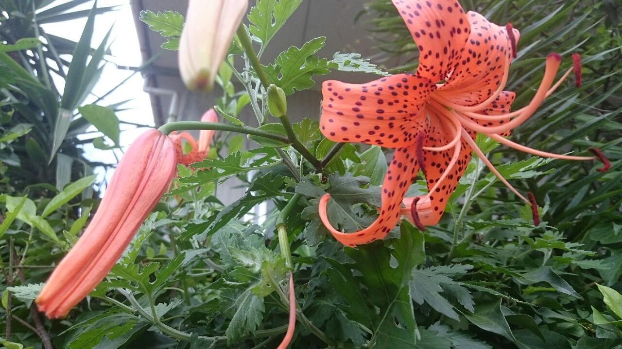 e0350415_08160984.jpg