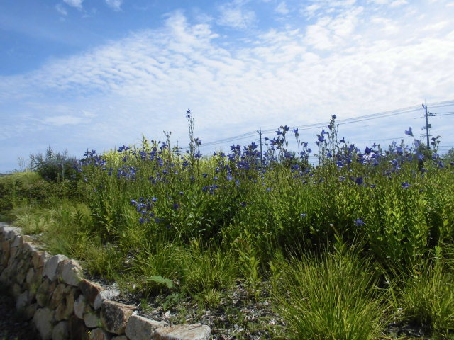 b0181818_10592254.jpg