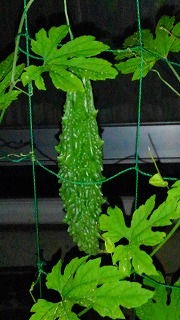 e0352820_16383567.jpg