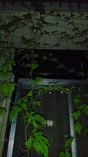e0352820_16390674.jpg
