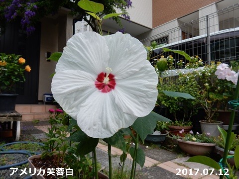 e0033229_1915614.jpg