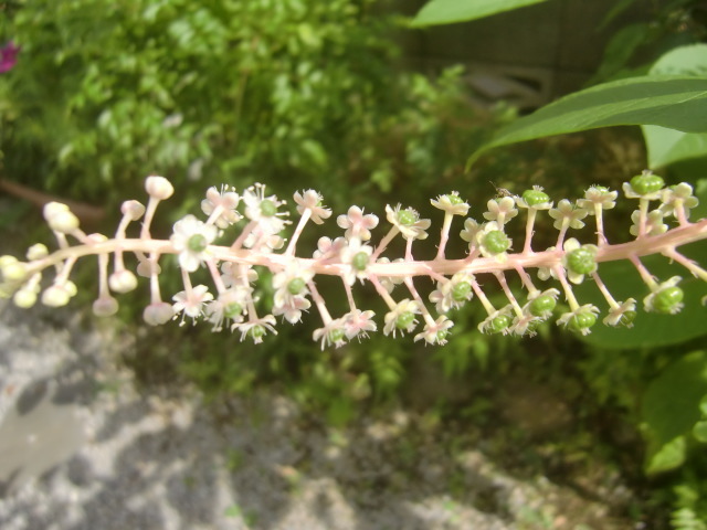 f0329849_15421973.jpg