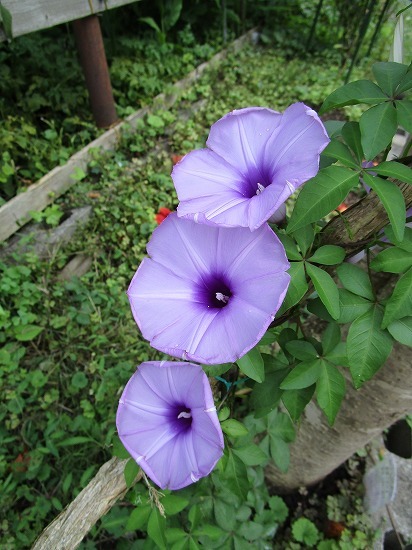 c0327752_14495808.jpg