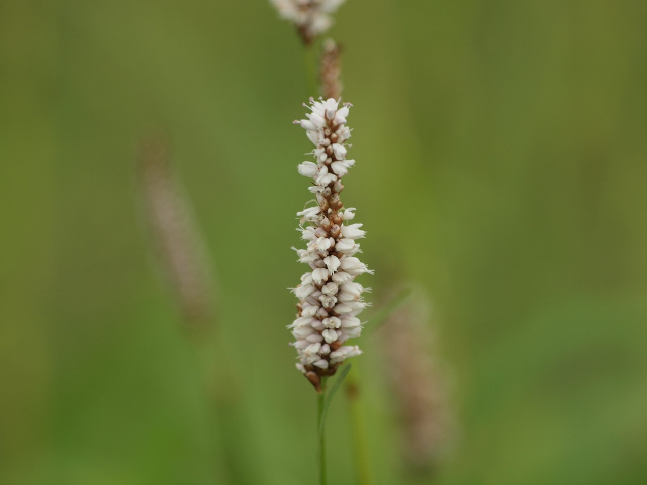 d0054276_20245154.jpg