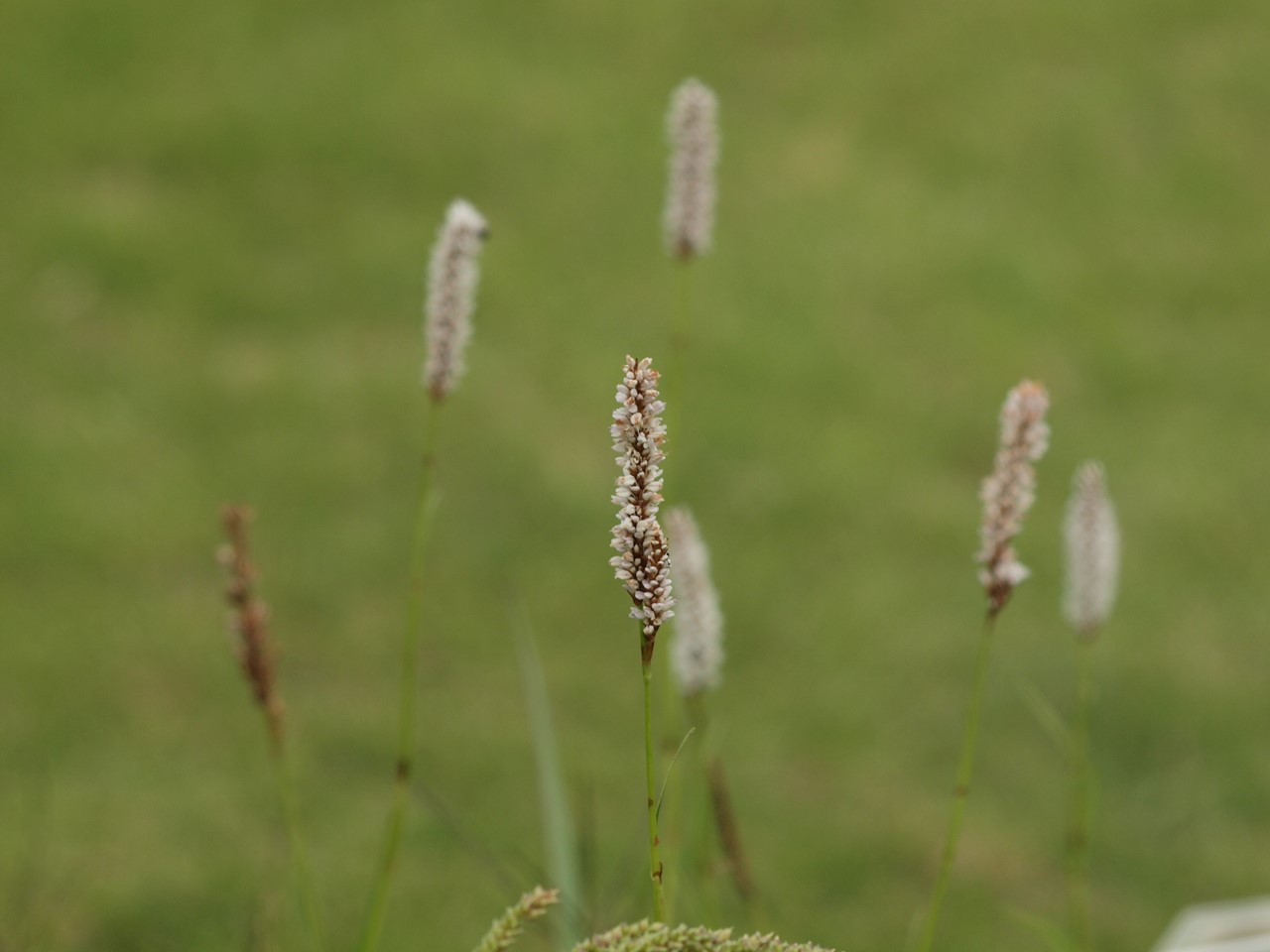 d0054276_20251240.jpg