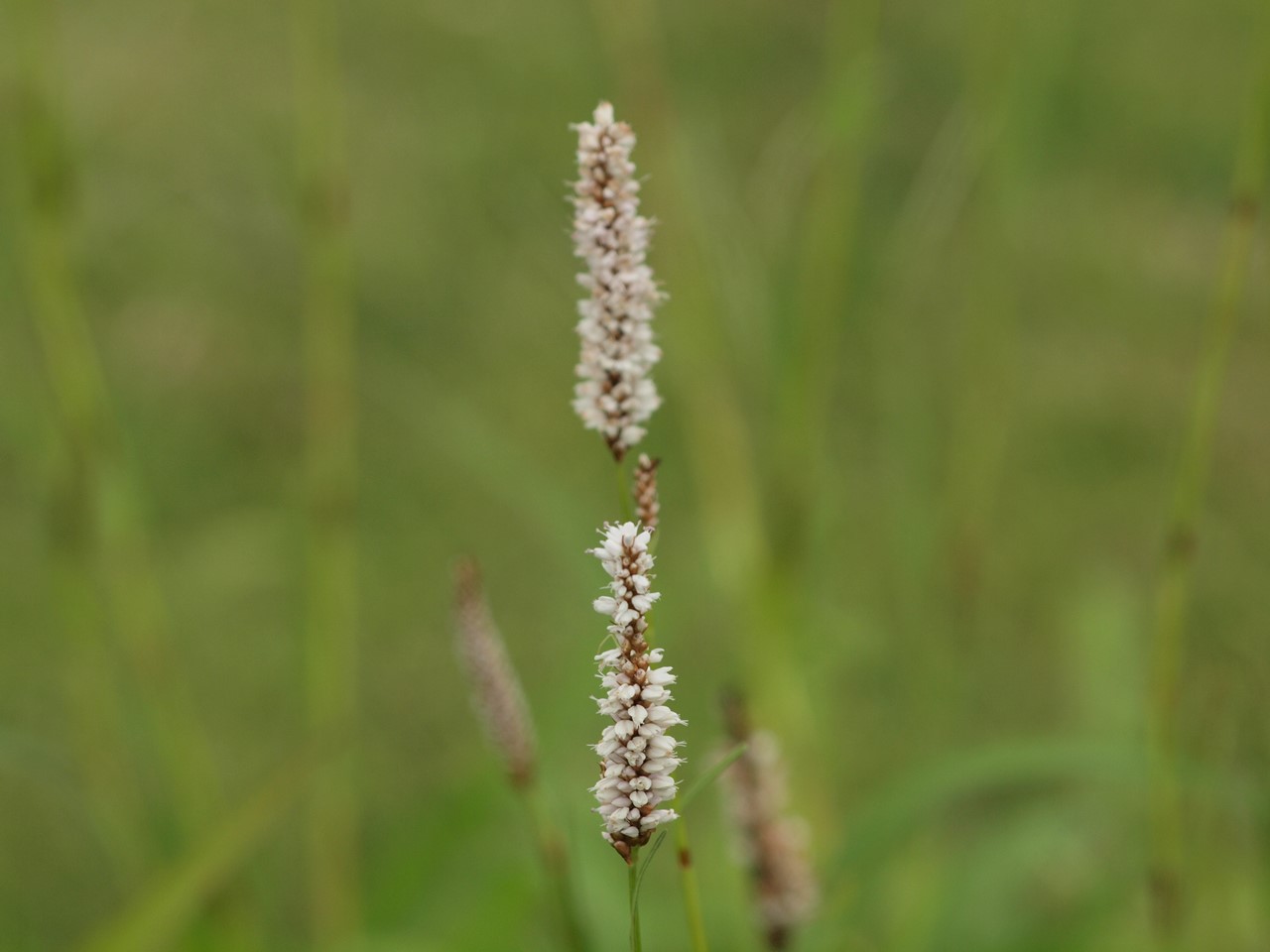 d0054276_20252756.jpg