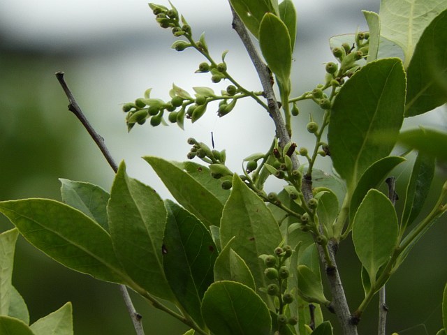 f0378979_17205087.jpg