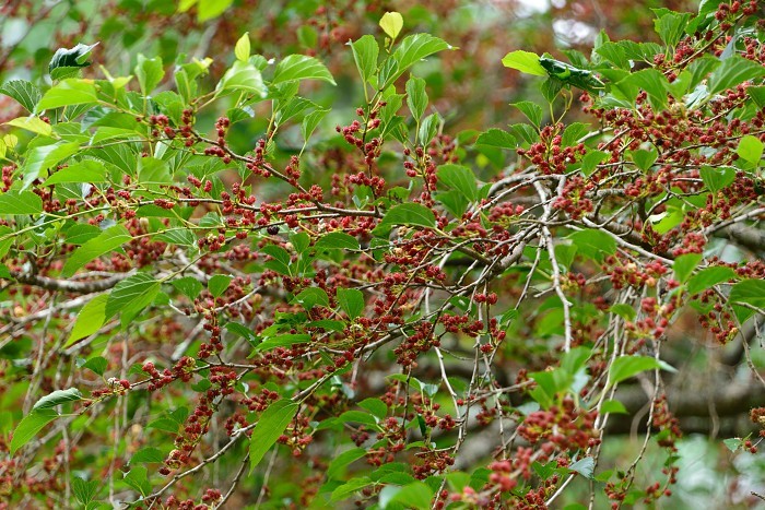 d0341880_16305862.jpg