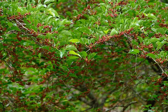 d0341880_16310844.jpg