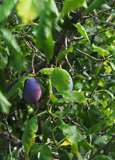 c0039501_16275507.jpg