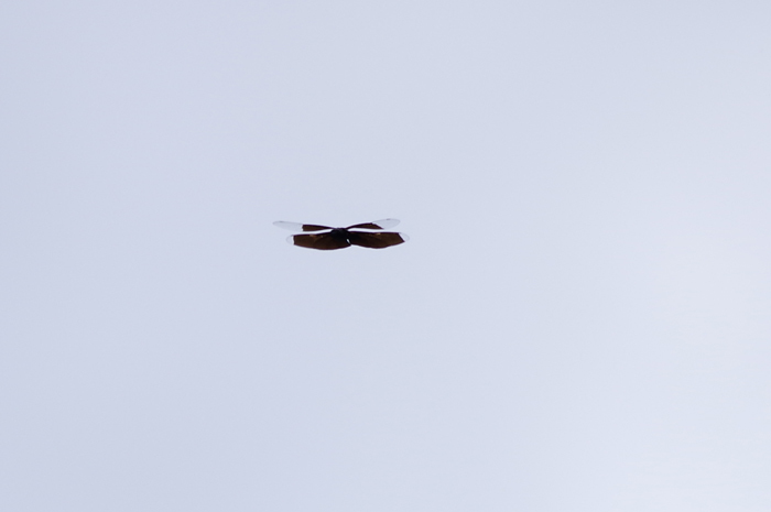 b0151409_20183389.jpg