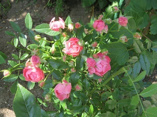 f0325309_15063446.jpg