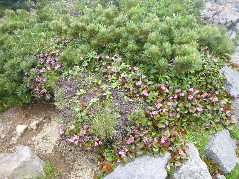 d0170615_16332981.jpg