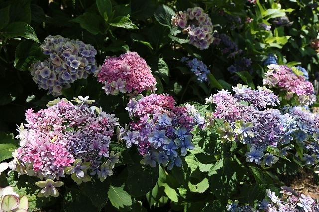 a0242438_20592917.jpg