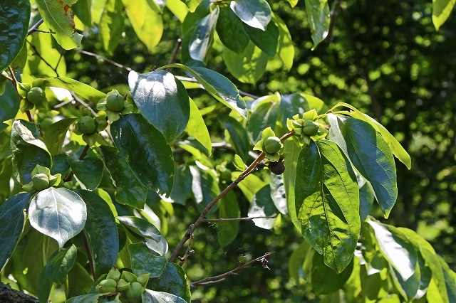 a0242438_20593734.jpg