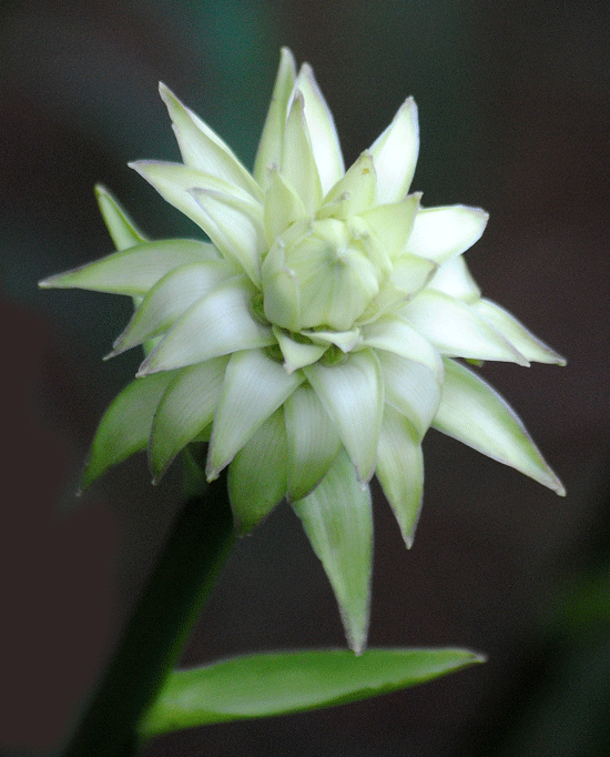 a0001354_20362113.gif