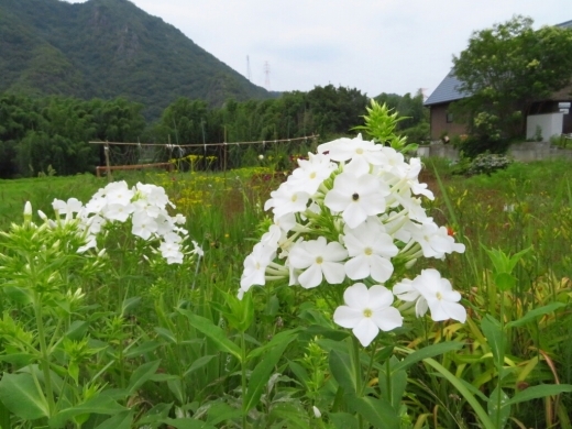 a0018655_14592145.jpg