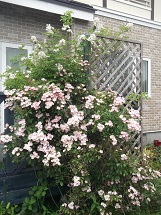 d0017084_945562.jpg